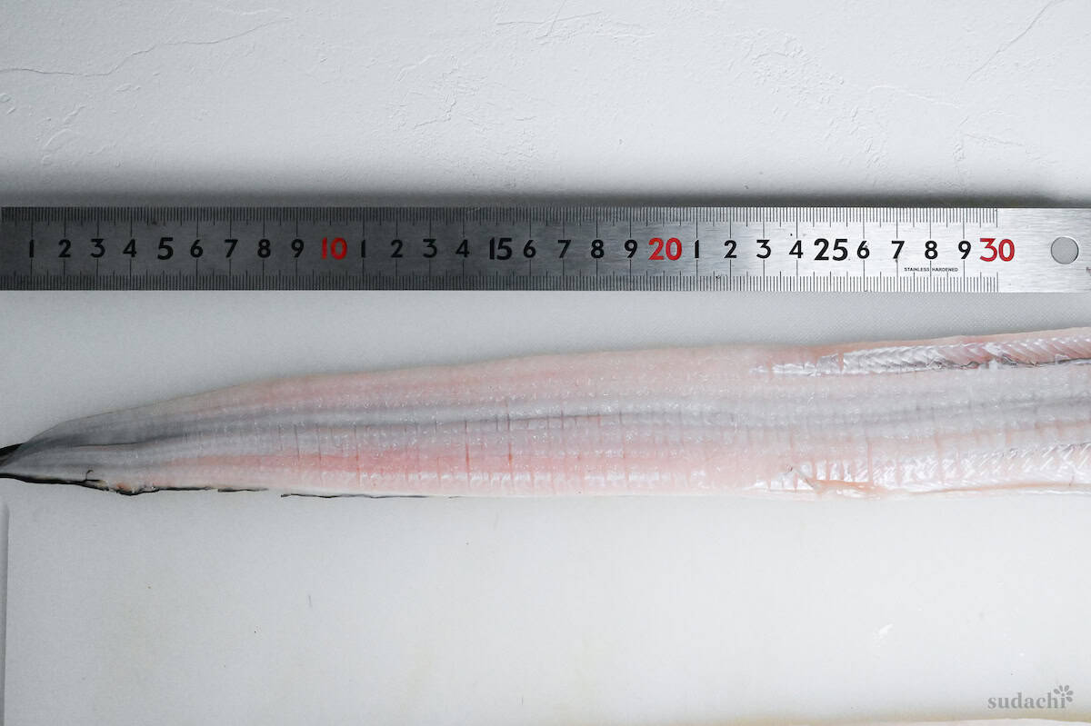 measuring the length of conger eel cuts with a metal ruler
